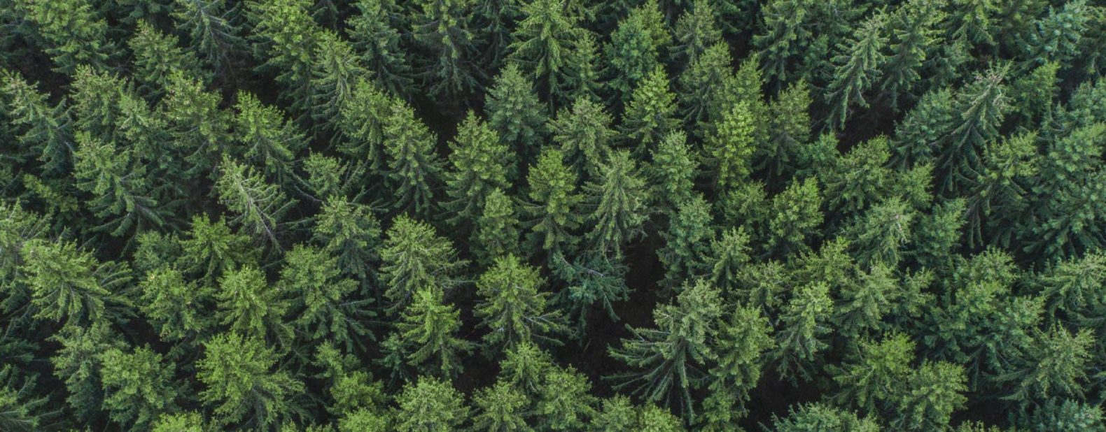 Top of Trees - How Your Brand Can Become Eco-Friendly