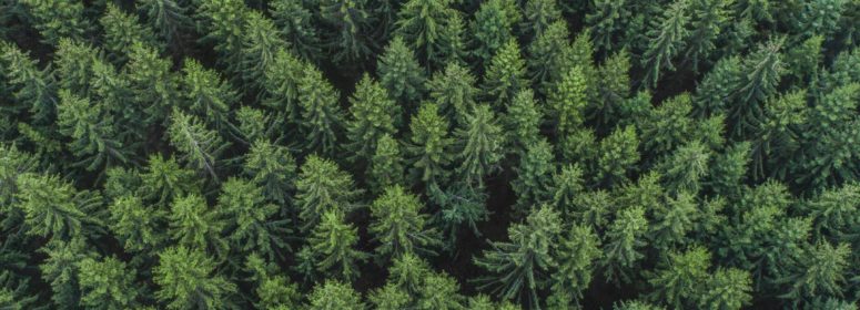 Top of Trees - How Your Brand Can Become Eco-Friendly